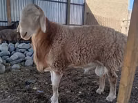 Қошқар, Arashan sheep — 1-сурет