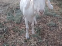 母山羊, Goats — 照片 2
