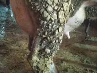 Sigir, Russian Black pied cattle — 1-rasm