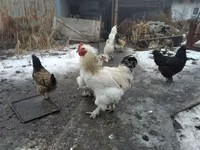 Brahma — Foto 1