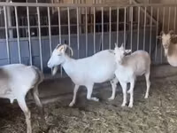 Ziege, Pomellata goat — Foto 4