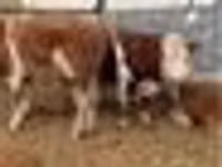 Bulle, Simmental cattle — Foto 8