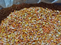 🌽Семена Гибрид Кукуруз "Октябрь 70 ТВ" Обладает высоким потенциалом — 2-rasm