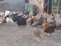 Chickens — الصورة 5