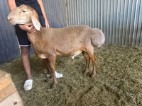 Ram, Arashan sheep — photo 2