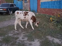 公牛, Simmental cattle — 照片 4