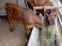 Vaca, Ganado vacuno — foto 2