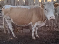 Kuh, Latvian Blue cattle — Foto 2
