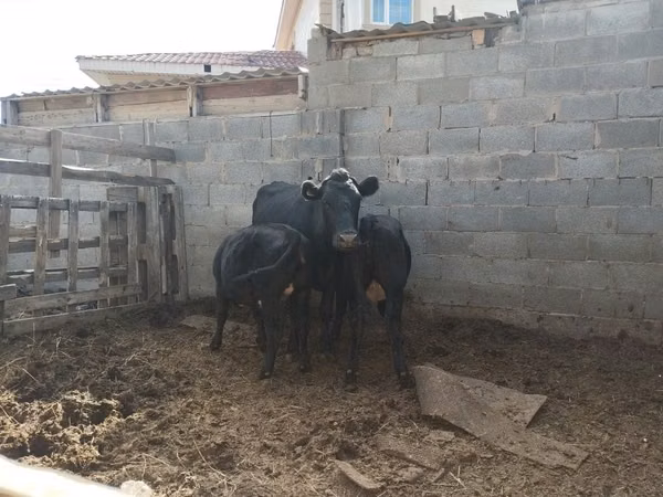 Sigir, Latvian Blue cattle