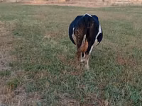 Vaca, Raza Holstein — foto 1
