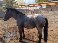 Hengst, Appaloosa — Foto 2
