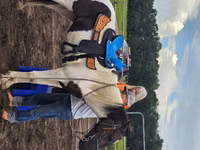 Hengst, American paint horse — Foto 6