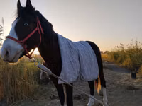 Caballo, Caballos — foto 8