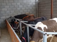 母牛, Russian Black pied cattle — 照片 3