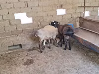 كبش, Arashan sheep — الصورة 6