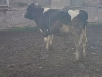 公牛, Swiss cattle — 照片 1