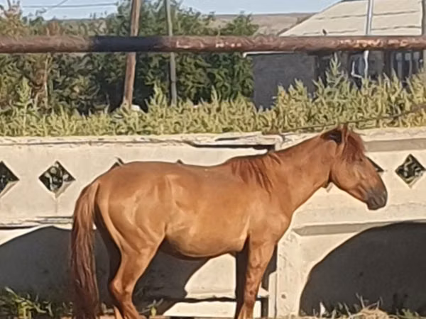 Hengst, Mugalzhar horse