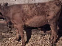सांड, Simmental cattle — फ़ोटो 7