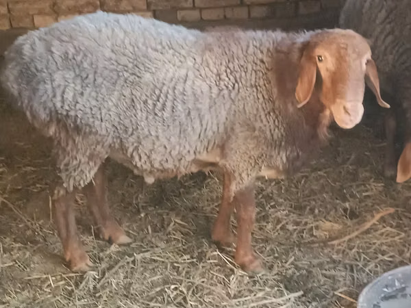 كبش, الأغنام — أوزبكستان