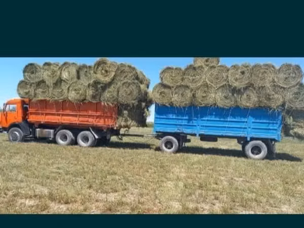 Сено люцерна жоношка урлон свежый укос жоношка сатамын таза жоношка ке
