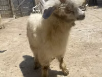 Ziege, Angora goats — Foto 3