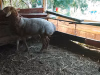 Ram, Arashan sheep — photo 3