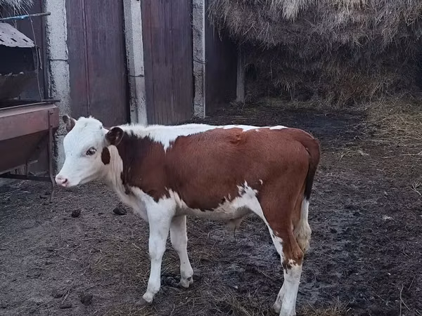 公牛, Swiss cattle — 哈萨克斯坦