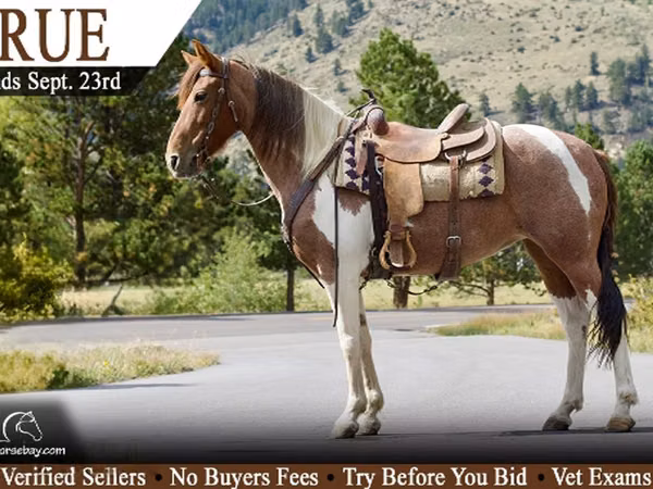 فرس, Tennessee Walking Horse