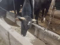 公牛, Swiss cattle — 照片 4