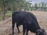 Bulle, Aberdeen-Angus — Foto 4