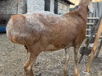 Widder, Baerchuke sheep — Foto 2