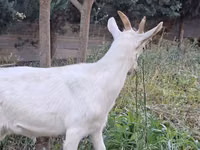 Ziegen (Partie, Geschlecht nicht angegeben), Saanen goat — Foto 7