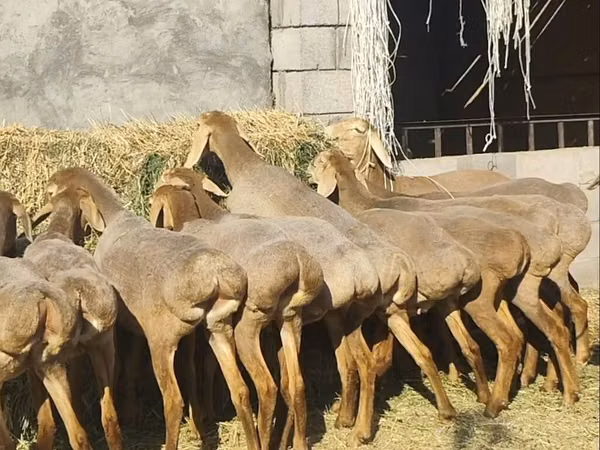 Schaf, Arashan sheep