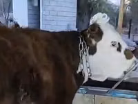 母牛, Cattle — 照片 3
