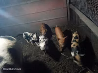 Schweine (Partie, Geschlecht nicht angegeben), Schweine — Foto 2