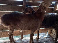 Widder, Hissar sheep — Foto 1