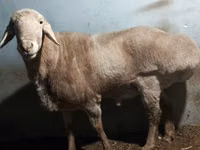 كبش, الأغنام — الصورة 3