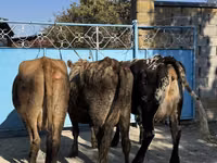 母牛, Cattle — 照片 2