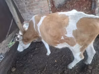 بقرة, Simmental cattle — الصورة 4