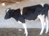 गाय, गोलस्टीन नस्ल — फ़ोटो 1