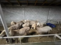 Ram, Arashan sheep — photo 7