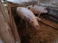 母猪, Pigs — 照片 3