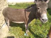 Horses (batch, sex not specified), Horses — photo 6