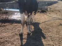 Kuh, Simmental cattle — Foto 5