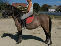 Stute, Polish pony — Foto 1