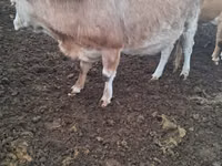 Kuh, Latvian Blue cattle — Foto 4