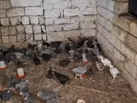 Chickens — 2-сурет