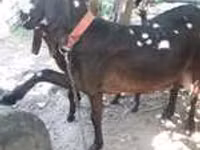 母山羊, Goats — 照片 3