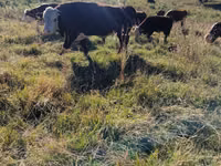 Bulle, Kasachische Weißkopfkuh — Foto 6