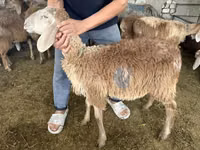 Widder, Hissar sheep — Foto 3